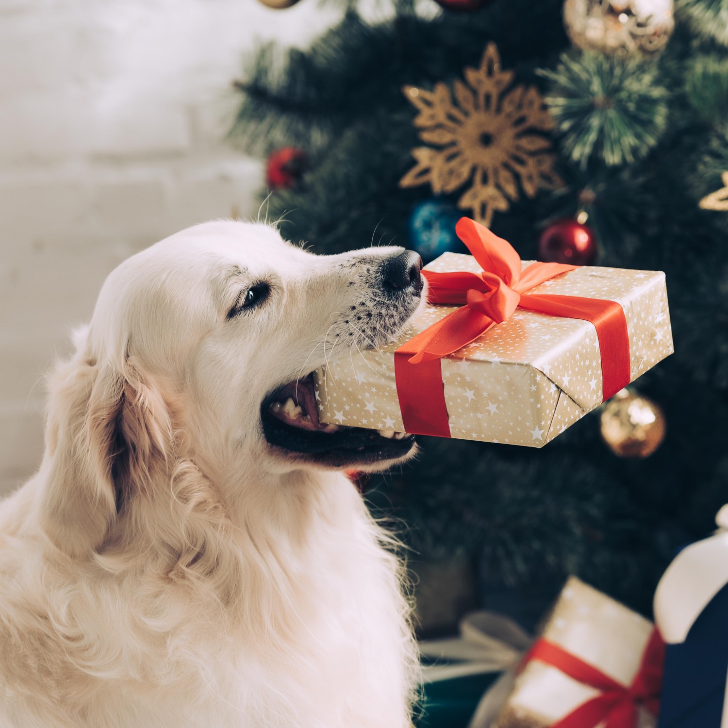 Dog with Holiday Present