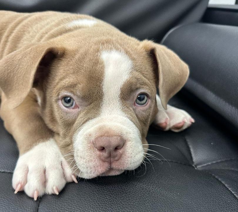 Puppy